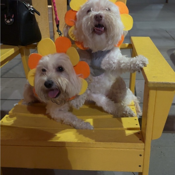 Meet your Posher, Susie - Picture 4 of 4